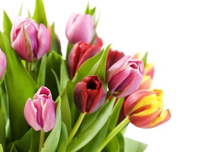 Как ухаживать за букетом тюльпанов: секреты флористов